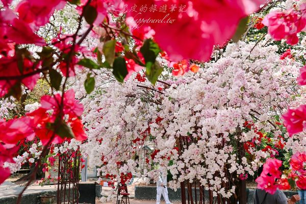 ▲▼高雄橋頭糖廠九重葛花海。（圖／部落客黑皮的旅遊筆記授權提供）
