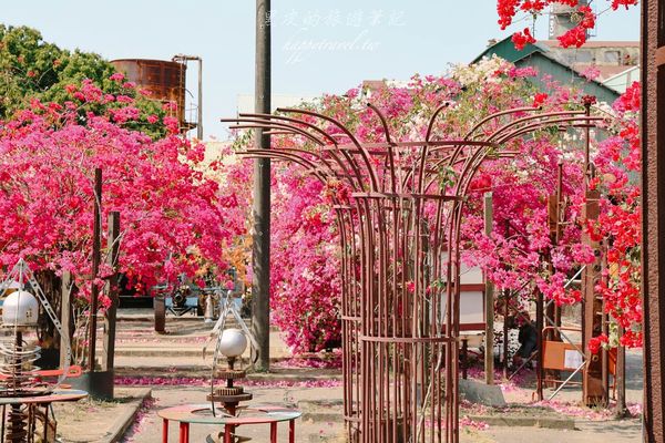 ▲▼高雄橋頭糖廠九重葛花海。（圖／部落客黑皮的旅遊筆記授權提供）