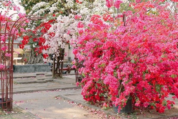 ▲▼高雄橋頭糖廠九重葛花海。（圖／部落客黑皮的旅遊筆記授權提供）