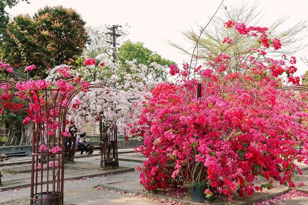 ▲▼高雄橋頭糖廠九重葛花海。（圖／部落客黑皮的旅遊筆記授權提供）