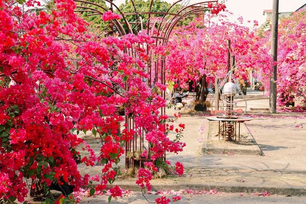 ▲▼高雄橋頭糖廠九重葛花海。（圖／部落客黑皮的旅遊筆記授權提供）