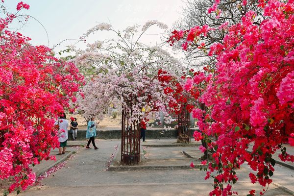 ▲▼高雄橋頭糖廠九重葛花海。（圖／部落客黑皮的旅遊筆記授權提供）