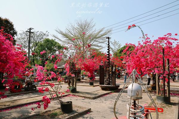 ▲▼高雄橋頭糖廠九重葛花海。（圖／部落客黑皮的旅遊筆記授權提供）