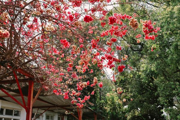 ▲▼高雄橋頭糖廠九重葛花海。（圖／部落客黑皮的旅遊筆記授權提供）