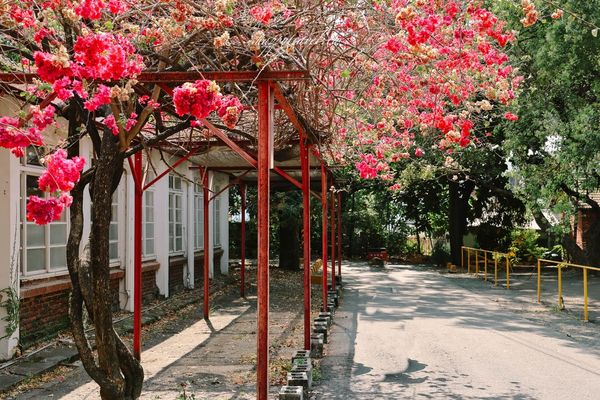 ▲▼高雄橋頭糖廠九重葛花海。（圖／部落客黑皮的旅遊筆記授權提供）