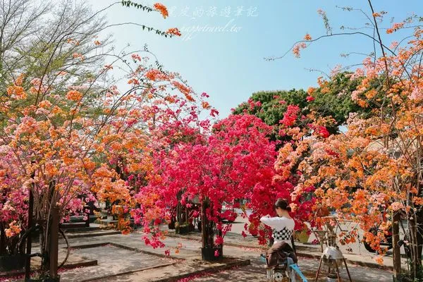 ▲▼高雄橋頭糖廠九重葛花海。（圖／部落客黑皮的旅遊筆記授權提供）