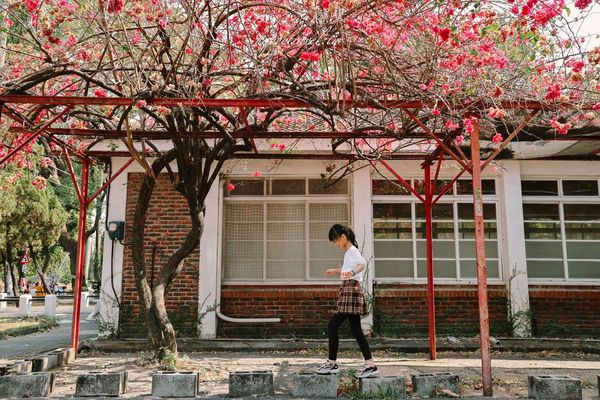▲▼高雄橋頭糖廠九重葛花海。（圖／部落客黑皮的旅遊筆記授權提供）