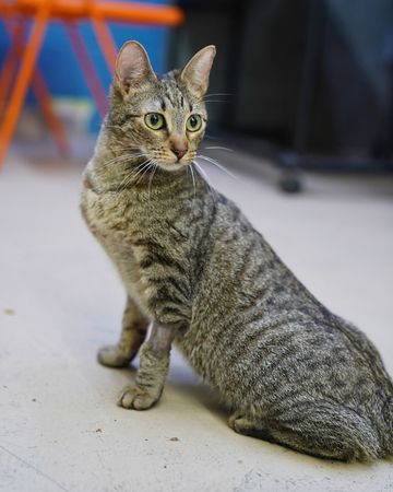 癱瘓貓咪走路一刻。（圖／翻攝自IG@Austin Pets Alive!）