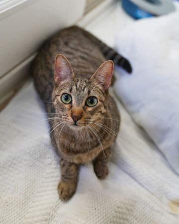 癱瘓貓咪走路一刻。（圖／翻攝自IG@Austin Pets Alive!）
