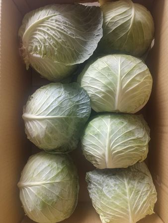 菜「出」有名！　北農第4櫃高麗菜再銷日本（圖／北農提供）