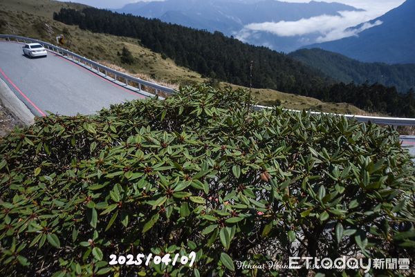 ▲合歡山杜鵑花季登場，仁愛警分局公佈花況及疏導措施。（圖／胡秀幸提供）