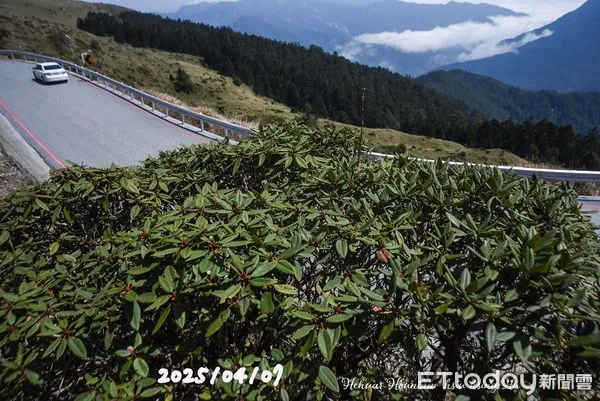 ▲合歡山杜鵑花季登場，仁愛警分局公佈花況及疏導措施。（圖／胡秀幸提供）