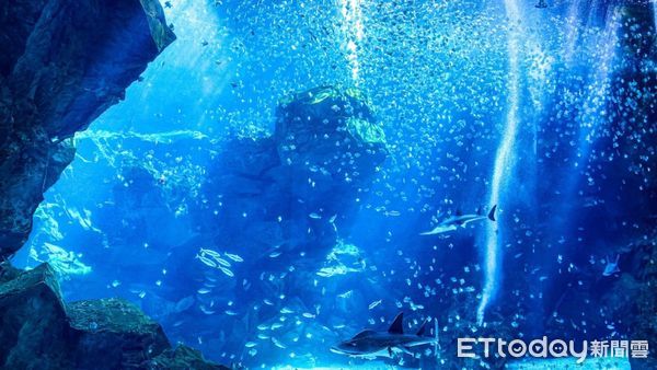 ▲▼高鐵攜手樂園推優惠，桃園Xpark水族館。（圖／高鐵公司提供）