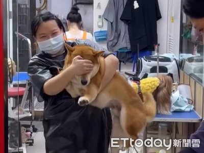 柴犬見狗就想「找架吵」 一招「遮眼」破解網笑:鼻子裝飾用