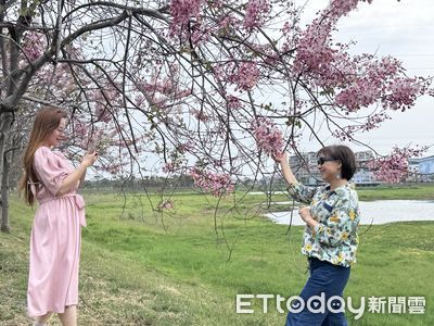 冷冬影響花期 華醫仁德滯洪池旁花旗木步道賞花正對時