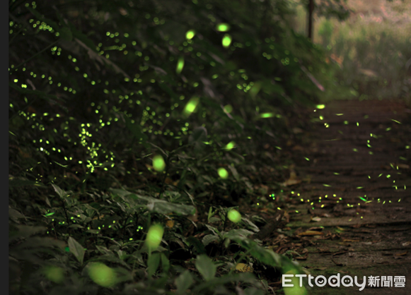 ▲▼   阿里山生態步道、秘境車站螢火蟲即將大爆發，鄰近十字車站、迷糊步道讀阿里山賓館推出「螢光星旅」遊程，等你來探索   。（圖／記者翁伊森翻攝）