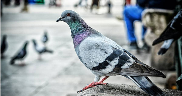 西班牙一家中餐廳把鴿子當烤鴨賣。（示意圖／Pexels）