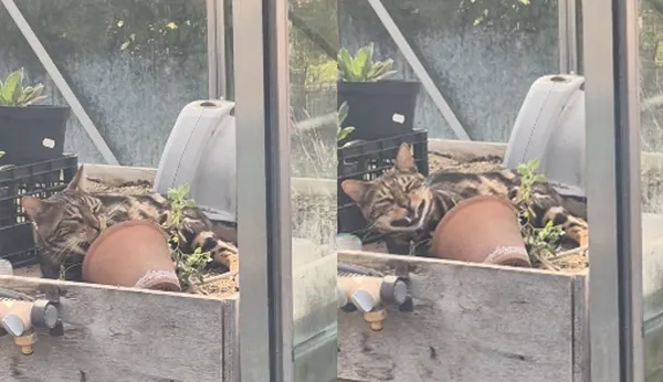 男發現溫室闖入陌生虎斑貓　「大嗑貓薄荷」爆笑：表情有夠嗨。（圖／翻攝自Reddit）