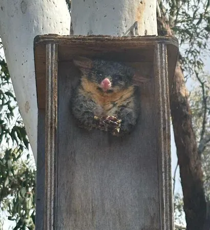 刷尾負鼠變成鼠球。（圖／翻攝自臉書@ACT Wildlife）