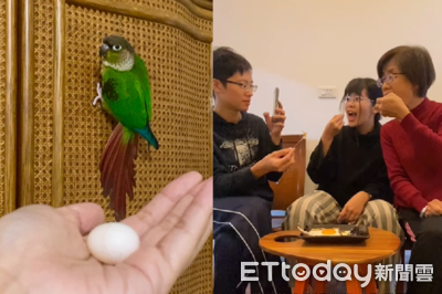 鸚鵡養8年下蛋才知是母的！　他們好奇煮來吃：煎的口感鹹香