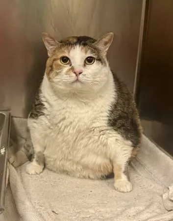 圓滾滾貓咪。（圖／翻攝自臉書@Jefferson County Humane Society）