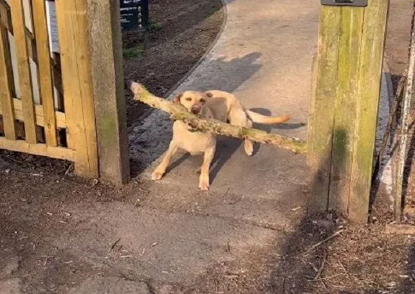 ▲傻拉拉咬棍回家「卡門口」進不去　硬拉亂撞最後暴力破解。（圖／翻攝自Instagram／@mylabrachildren）