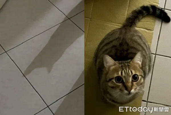 ▲虎斑貓躲門後想偷襲　沒想到「被影子出賣」奴才笑翻。（圖／Threads@wittymeow提供，請勿隨意翻拍，以免侵權。）