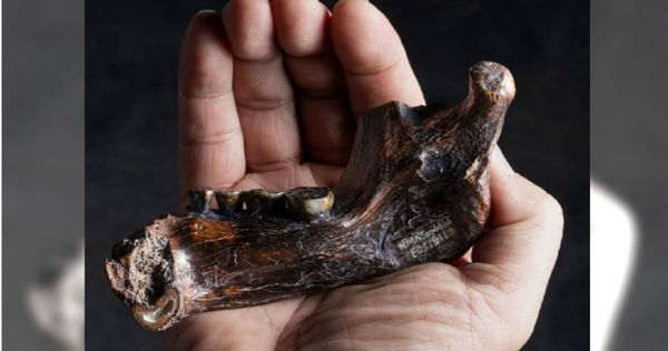 台灣漁民在澎湖群島海域打撈到一個化石，近日被證實是19萬年前人類的下顎骨。（圖／翻攝自國立自然科學博物館）