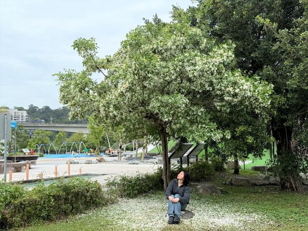 ▲陽光運動公園內的流蘇花盛開，宛如白雪覆蓋樹梢。（圖／高灘處提供）