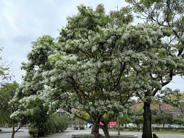 ▲陽光運動公園內的流蘇花盛開，宛如白雪覆蓋樹梢。（圖／高灘處提供）