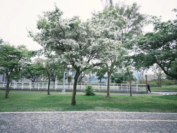 ▲陽光運動公園內的流蘇花盛開，宛如白雪覆蓋樹梢。（圖／高灘處提供）