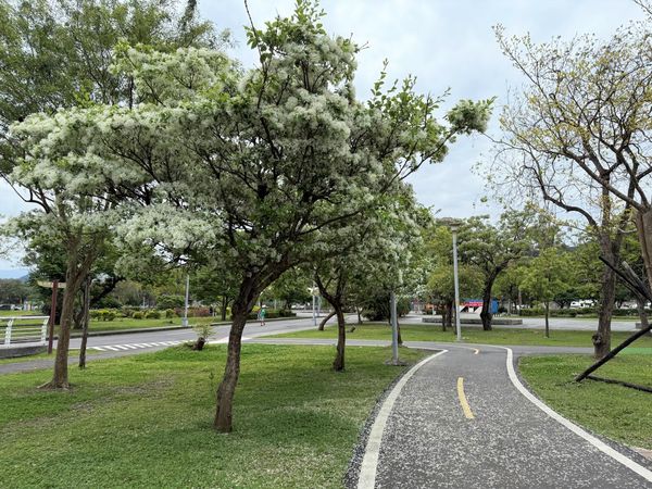 ▲陽光運動公園內的流蘇花盛開，宛如白雪覆蓋樹梢。（圖／高灘處提供）