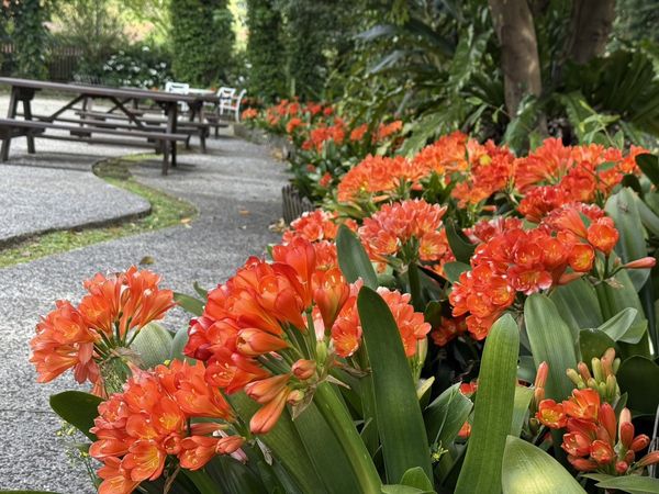 ▲花卉試驗中心即日起至20日舉辦「球根花卉展」，包括鳶尾、君子蘭、紅花鶴頂蘭、大理花，以及花型多變、色彩繽紛的孤挺花。（圖／公園處提供）