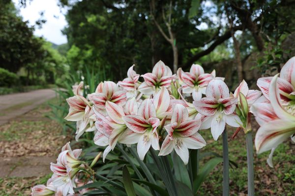▲花卉試驗中心即日起至20日舉辦「球根花卉展」，包括鳶尾、君子蘭、紅花鶴頂蘭、大理花，以及花型多變、色彩繽紛的孤挺花。（圖／公園處提供）