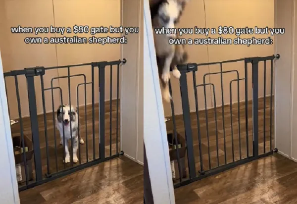 ▲飼主買回「80美金圍欄」擋狗　澳牧「原地起飛」蹬牆秒破解。（圖／翻攝自TikTok／@theminiaussholes）
