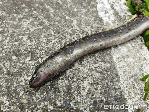 ▲珍稀土龍在校園現蹤跡。（圖／記者楊漢聲翻攝）