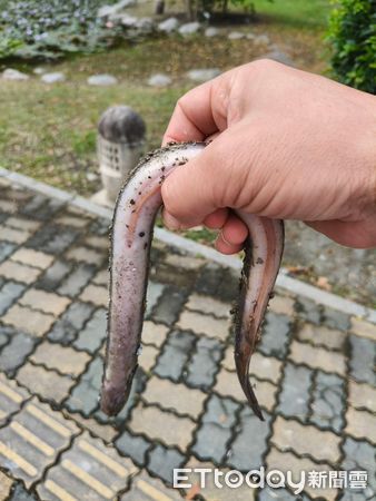 ▲珍稀土龍在校園現蹤跡。（圖／記者楊漢聲翻攝）