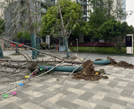 ▲▼北京843棵路樹被連根拔起。（圖／翻攝自微博）