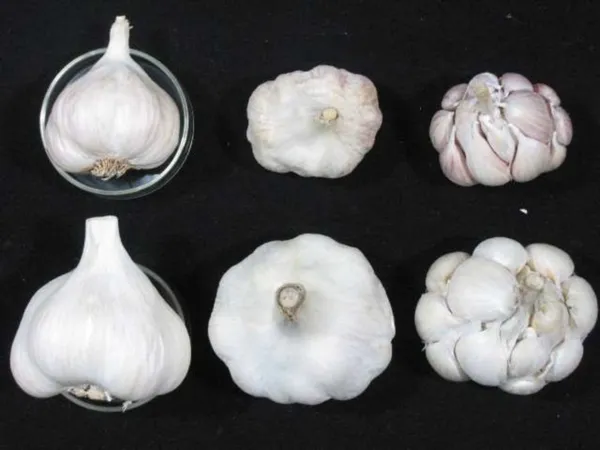 國產蒜頭上窄下寬吊鐘形，外觀似蓮霧。（圖／農業部提供）