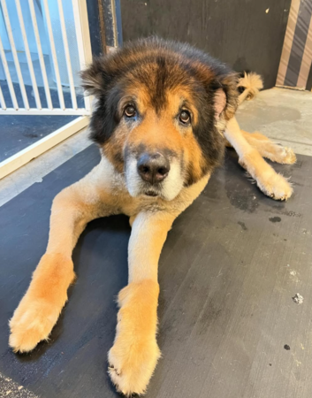 館長愛犬大雄。（圖／翻攝自飆悍臉書、IG@bigbearingkgym）