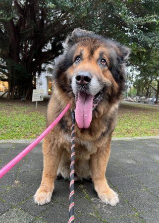 館長愛犬大雄。（圖／翻攝自飆悍臉書、IG@bigbearingkgym）