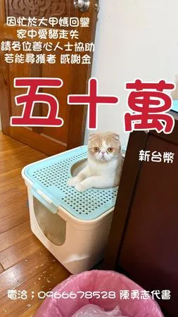 貓咪走失懸賞50萬。（圖／翻攝自飼主陳姓代書臉書）