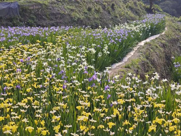 ▲全台唯一梯田鳶尾花海開放民眾免費進入拍照。（圖／新北市農業局提供）