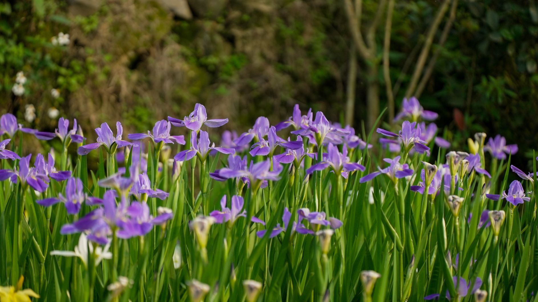 ▲新北嵩山梯田鳶尾花海綻放。（圖／新北市農業局提供）