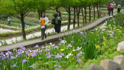 新北嵩山梯田鳶尾花海綻放　千歲米故鄉變身打卡熱點
