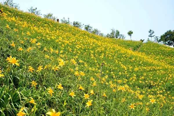 ▲▼彰化花壇金針花。（圖／參山國家風景區管理處提供）
