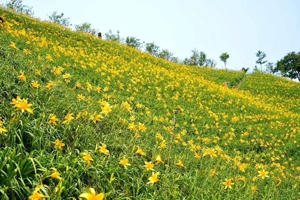 ▲▼彰化花壇金針花。（圖／參山國家風景區管理處提供）