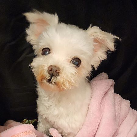 ▲▼陳珮騏22歲愛犬離世。（圖／翻攝自臉書／陳珮騏打氣團）