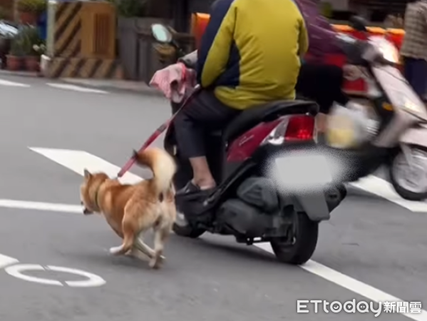 ▲柴柴不想回家！飼主氣到「狗綁機車上遛」　動保處：再犯即開罰（圖／網友提供，請勿隨意翻拍，以免侵權。）