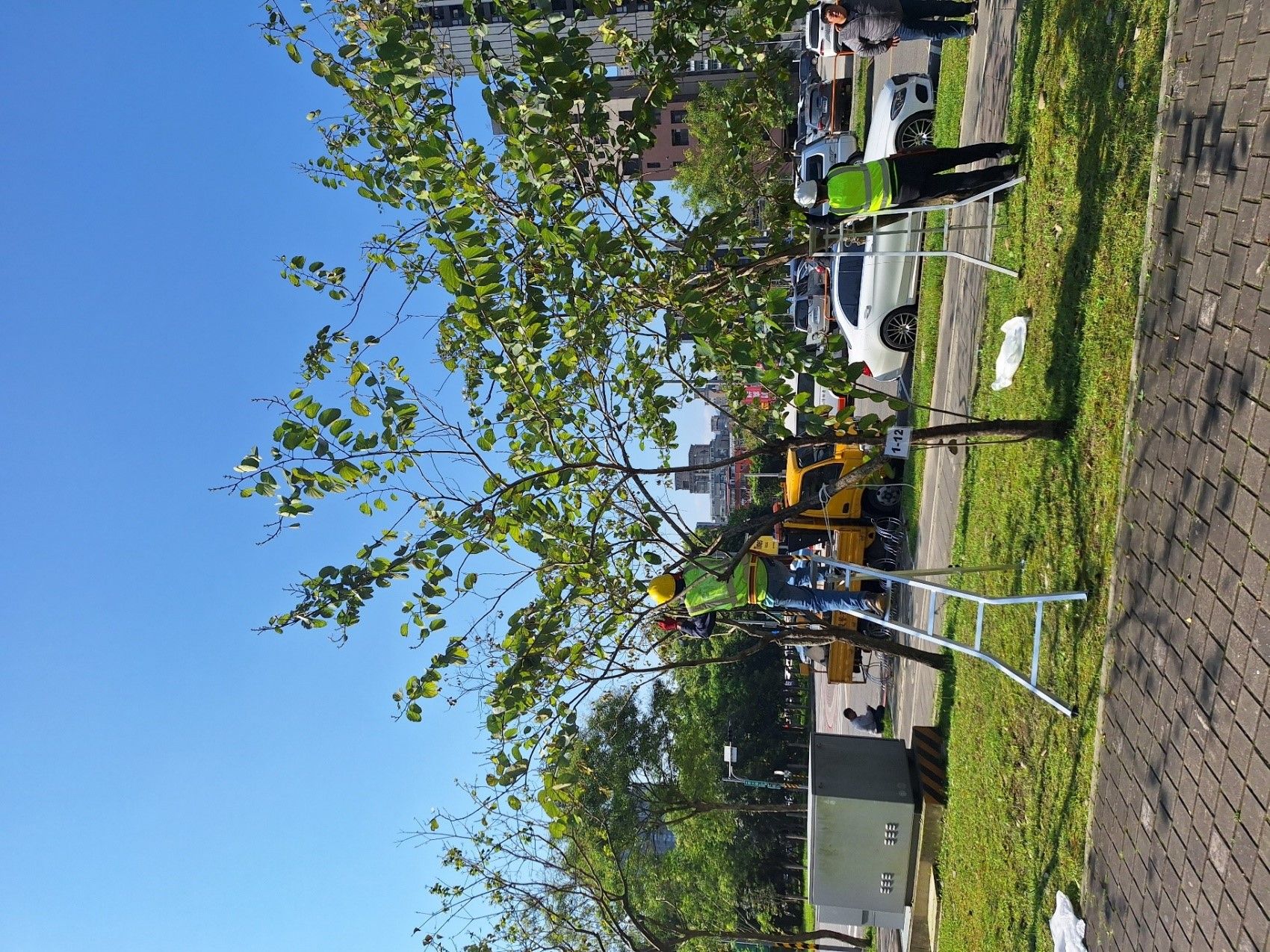 ▲新北推修剪認證、護樹課程。（圖／新北市景觀處提供）